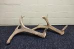 abnormal Red Stag Shed Antlers Bot - Cervus elaphus - 0 cm -, Verzamelen, Dierenverzamelingen, Nieuw