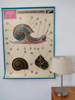 J.M. Thomas - 5 Animal anatomy posters - Jaren 1970