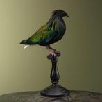 Colombe Support de corps entier pour taxidermie - Caloenas