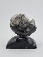 Ammonite - Animal fossilisé - Lot of two polished fossil