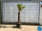 Online Veiling: Trachycarpus Fortunei Palmboom ca. 250 cm|