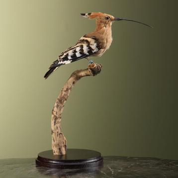 Hop Taxidermie Opgezette Dieren By Max beschikbaar voor biedingen