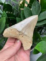 Megalodon - Fossiele tand - 109 mm - 83 mm, Verzamelen, Mineralen en Fossielen