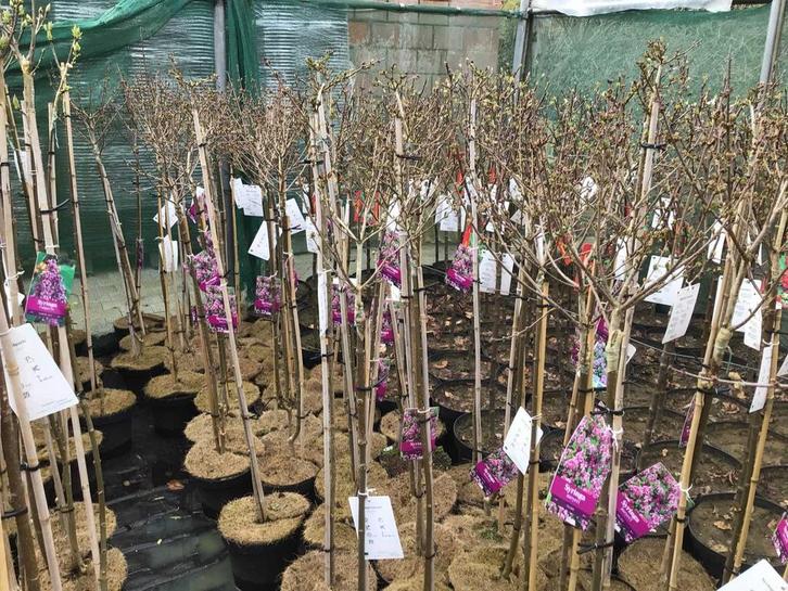 Sierstammen - Diverse Kleuren - Syringen (x10), Jardin & Terrasse, Plantes | Arbres