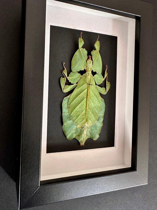 Phasme Support de corps entier pour taxidermie - Phasme, Antiquités & Art, Curiosités & Brocante