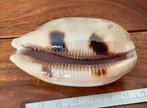 Gastropode Zeeschelp - CYPRAEA ARGUS (Zonder minimumprijs), Verzamelen, Nieuw