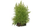 Tropica Taxiphyllum alternans Taiwan moss 1-2-grow, Verzenden