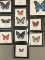 Grote collectie van 27 ingelijstevlinders en insecten, Nieuw