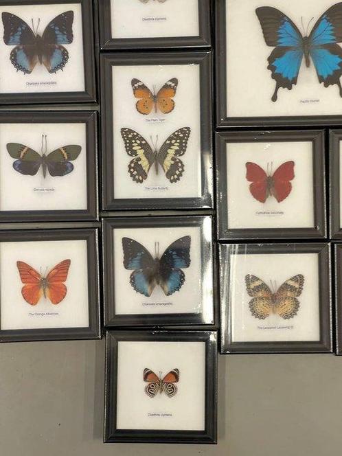 Grote collectie van 27 ingelijstevlinders en insecten, Verzamelen, Dierenverzamelingen