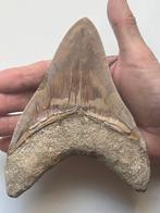 Grote Megalodon-tand 14,8 cm - Fossiele tand - Carcharocles, Verzamelen