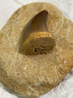 Mosasaurus - Fossiele tand (Zonder minimumprijs), Verzamelen, Mineralen en Fossielen