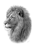 Schu - Portrait of a lion, Antiek en Kunst