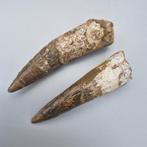 Dinosaurus - Fossiele tanden - Spinosaurus aegyptiacus - 87, Verzamelen