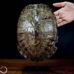 Zeer grote schildpad van de soort Trachemys Decussata op een