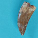Dinosaurus - Fossiele tand - Carcharodontosaurus sp. - 47 mm, Verzamelen
