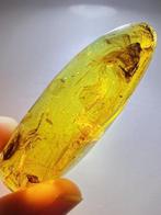 Barnsteen - feather in amber - 57.3 mm - 20.2 mm, Verzamelen, Mineralen en Fossielen