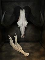Gnoe Schedel - Connochaetes gnou - 45 cm - 45 cm - 1 cm-
