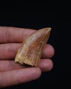 Dinosaurus - Fossiele tand - Carcharodontosaurus saharicus