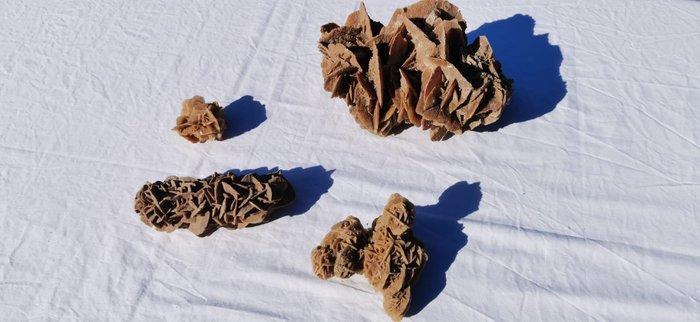 Prachtig pakket van 4 natuurlijke woestijnrozen –, Verzamelen, Mineralen en Fossielen