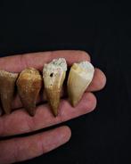 Collectie van enorme tanden van een mosasaurus - Fossiele, Verzamelen