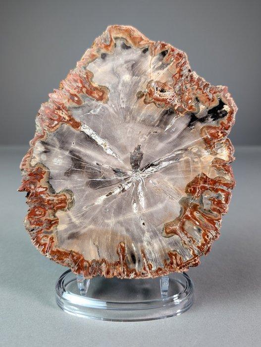 Verbazingwekkende fossiele rode houtschijf - Gefossiliseerde, Verzamelen, Mineralen en Fossielen