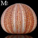 Oursin géant commun marin - Couleurs naturelles profondes -, Collections