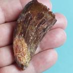 Dinosaurus - Fossiele tand - Carcharodontosaurus sp. - 62 mm, Verzamelen