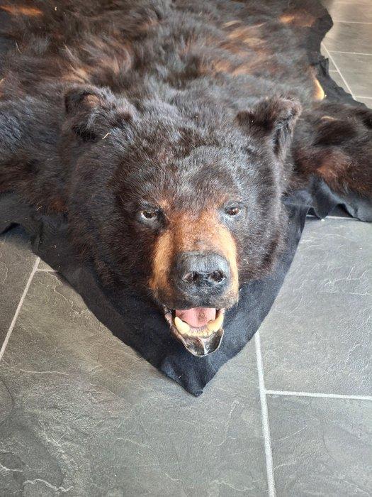 Zwarte beer Balg - Prachtige Zwarte Beer met Kop - 165 cm -, Verzamelen, Dierenverzamelingen