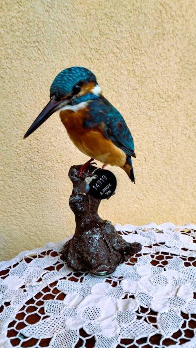 IJsvogel Taxidermie volledige montage - Alcedo atthis - with, Verzamelen, Dierenverzamelingen