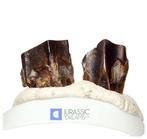 Edmontosaurus annectens - Hadrosauride duck-billed