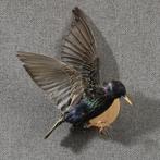 Spreeuw Taxidermie Opgezette Dieren By Max, Verzamelen, Ophalen of Verzenden, Nieuw, Vogel, Opgezet dier