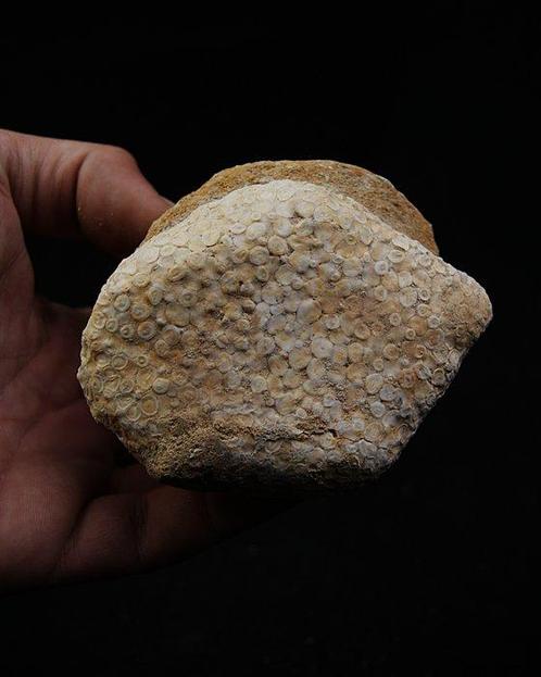 Mandibula van Eodiaphyodus granulosus-vis - Gefossiliseerde, Verzamelen, Mineralen en Fossielen
