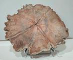 Versteend hout - Gefossiliseerd hout - Dipterocarpus sp. - 4, Verzamelen, Mineralen en Fossielen
