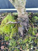 Spar bonsai (Picea) - Hoogte (boom): 40 cm - Diepte (boom):