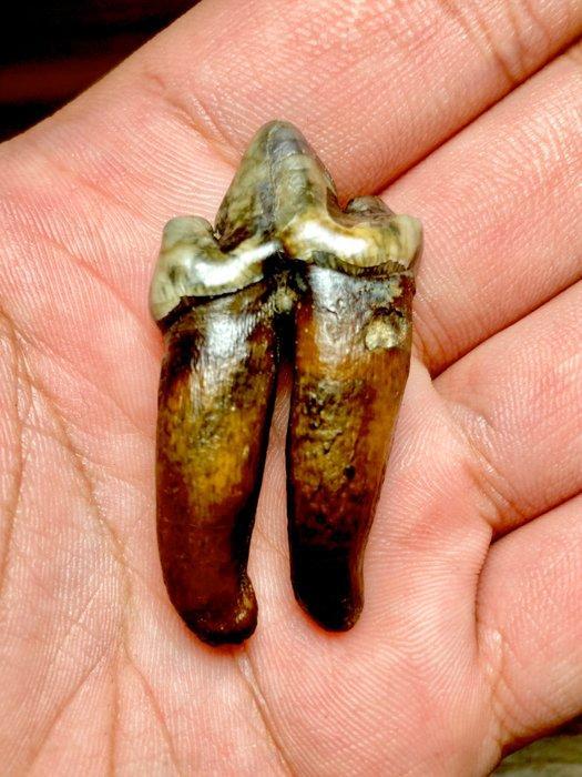 Zoogdier - Fossiele tand - Panthera spelaea, Verzamelen, Mineralen en Fossielen