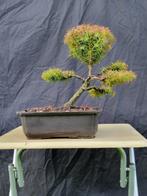 Japanse ceder - Hoogte (boom): 30 cm - Diepte (boom): 30 cm