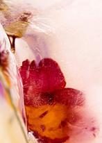 Julia Posta - Intrinsically Disordered Petals No.5, Antiek en Kunst