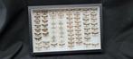 Palearctique Butterflies Collection (39X26 cm ) - ex LEMAIRE