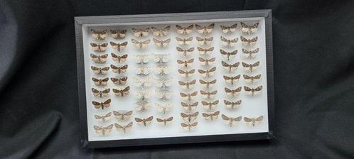 Palearctique Butterflies Collection (39X26 cm ) - ex LEMAIRE, Verzamelen, Dierenverzamelingen