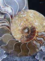Beautiful big Ammonite - Gefossiliseerd dier - Aioloceras, Collections, Minéraux & Fossiles