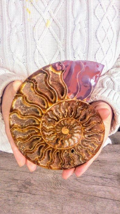 Ammoniet - Gefossiliseerd dier - Aioloceras (Cleoniceras), Verzamelen, Dierenverzamelingen