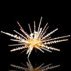 Extreem zeldzame zee-egel Taxidermie volledige montage -, Antiek en Kunst