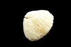 Rifkoraal Skelet - Fungiidae  Pilzkoralle  perfekter, Nieuw