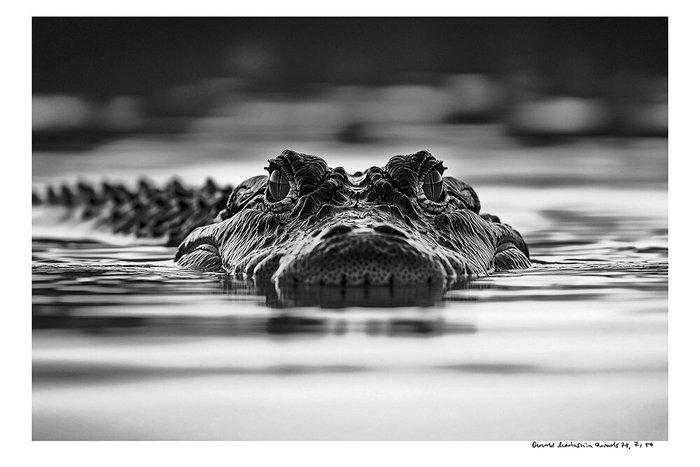 Arnold Mariashin - Animals 79 - XL - No reserve, Antiek en Kunst, Kunst | Designobjecten