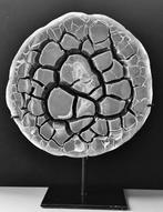 SEPTARIA - Hauteur : 40 cm - Largeur : 39 cm- 16000 kg - (1), Verzamelen