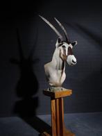 Gemsbok Pedestal Mount Taxidermie schoudermontage - Oryx, Verzamelen, Dierenverzamelingen, Nieuw