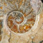 Exclusif Rare Polish Red et Cleoniceras - Coquillage