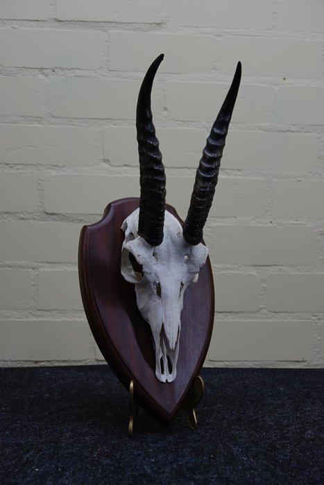 juvenile thompson Gazelle, Schedel - Nanger thompsoni - 24, Antiek en Kunst, Curiosa en Brocante