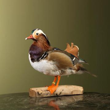 Mandarijneend Taxidermie Opgezette Dieren By Max, Ophalen of Verzenden, Opgezet dier