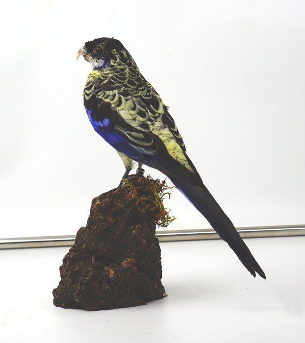 Rosella del Nord Taxidermie volledige montage - Platicercus, Verzamelen, Dierenverzamelingen